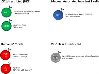 Harnessing Unconventional T Cells for Immunotherapy of Tuberculosis